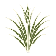 Vetiver