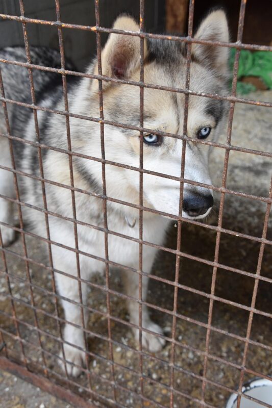 shelter, husky, dog, adoption, animal, wolf, dog sledding, eyes, alaska, pet