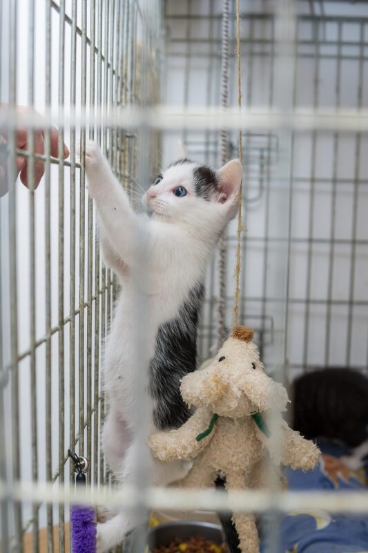 cat, kitten, pet, young cat, animal, domestic, feline, mammal, young, nature, cage, accommodation, animal shelter, hand, animal welfare