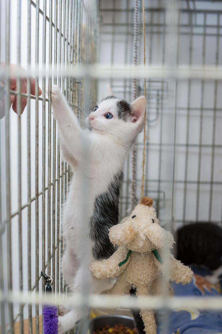 cat, kitten, pet, young cat, animal, domestic, feline, mammal, young, nature, cage, accommodation, animal shelter, hand, animal welfare